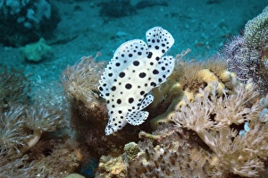 Indonesian Marine Life Imprime: Barramundi cod