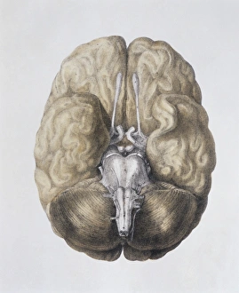 Imágenes fechadas en diciembre de 2004: Basa del cerebro
