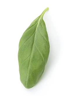 Aromatic Plants Imprime: Basil leaf