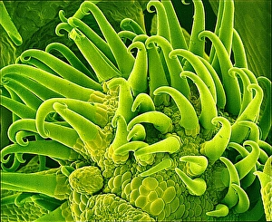 Scanning Electron Microscopy Plant Cells Imprime: Bedstraw stem, SEM