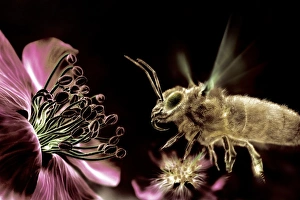 Pollen Transfer Mechanism Imprime: Bee and flower, computer artwork