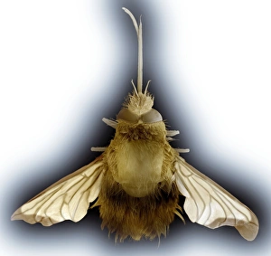 Insect Scanning Electron Microscopy Imprime: Bee hawk moth, SEM