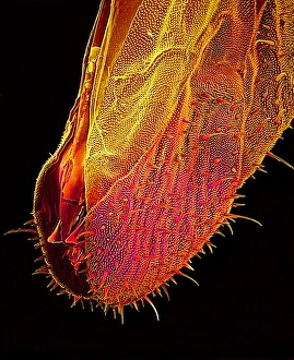 Insect Mouthparts SEM Imprime: Bee proboscis, SEM
