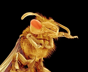 Coloured SEM Images Imprime: Bee, SEM