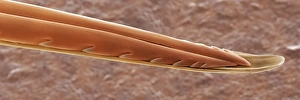 Impresiones de La picadura de abeja melífera, micrografía electrónica escaneada (SEM) colorida del espinillo de una abeja melífera (Apis mellifera) Imágenes fechadas en 2001: Pozo de envenenamiento del abeja