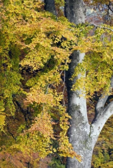 Beech Foliage Imprime: Beech foliage