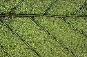Fagus Sylvatica Leaf Imprime: Beech leaf