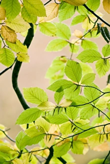 Fagus Sylvatica Pictures Imprime: Beech leaves