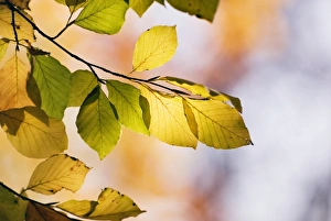 Autumn Beech Leaves Imprime: Beech tree foliage