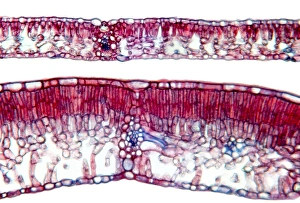 Light Micrograph Images Imprime: Beech tree leaves, light micrograph