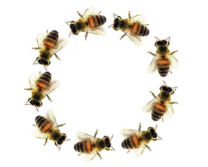 Imágenes del 22 de agosto de 2011: Abejas en un círculo