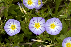 Spanish Wildflowers Imprime: Bindweed (Convolvulus tricolor)