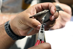 Bird Ringing Imprime: Bird ringing