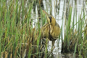 Bittern Bird Imprime: Bittern