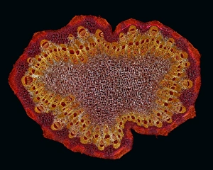 Polarised Light Micrograph Imprime: Black burdock stem, light micrograph