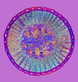 Polarised Light Microscopy Imprime: Black pepper stem, light micrograph