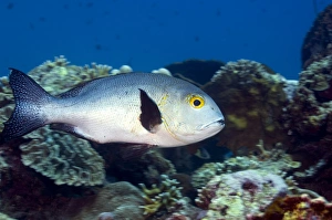 Coral Reef Fauna Imprime: Black snapper