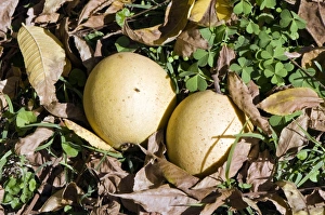 Autumn Fruit Imprime: Black walnuts