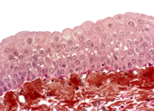 Light Microscope Images Imprime: Bladder epithelium, light micrograph