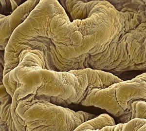 Impresiones de La línea del vejigo y escaneo de microscopio electrónico colorido (SEM) de la superficie interna en doblez, mostrando las plegaduras del vejigo en su estado contraído Imágenes de mayo de 2003: Músculo de la vejiga, SEM