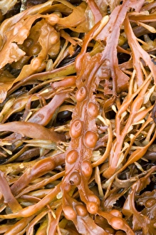 Bladder Wrack Imprime: Bladder wrack