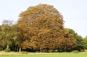 Impresiones de El cancro hemorágico. Amarillamiento de las hojas en el árbol del castaño (Aesculus hippocastanum). Esta patógeno destruye la corteza, tejido cambial y flemón (tissue conductivo al azúcar) Imágenes fechadas en diciembre de 2006: Cáncer hemorrágico