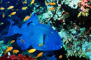 Tropical Fish Species Imprime: Blue triggerfish