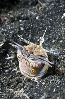 Imágenes fechadas en abril de 2010: Cangrejo de Bobbit