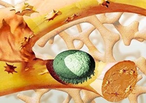 Impresiones de La resorción ósea. Arte computacional de un osteoclasto (verde, célula que elimina la hueso), destruyendo una pieza del hueso Imágenes fechadas en septiembre de 2004: Resorción ósea
