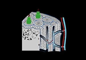 Impresiones de La estructura ósea, arte de computadora Imágenes fechadas en junio de 2011: Estructura ósea, arte