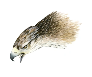 African Raptors Imprime: Bonellis eagle, artwork