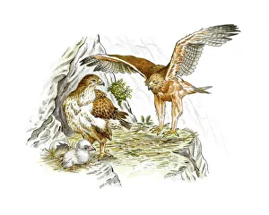 Impresiones de Los águilas de Bonelli, arte. Águilas macho y hembra de las águilas de Bonellis (Aquila fasciata) con su pollito en un nido sobre una roca Imágenes fechadas en mayo de 2013: Aguilas de Bonelli, arte