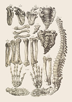 Human Skeleton Imprime: Bones of the human skeleton