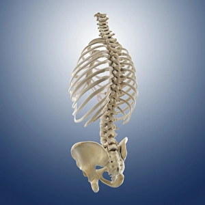 Human Skeletal System Imprime: Bones of the torso, artwork