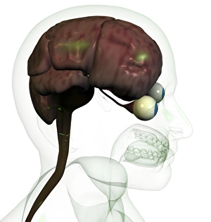 Brain Computer Artwork Imprime: Brain