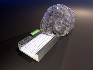 Brain Function Illustration Imprime: Brain function, conceptual artwork