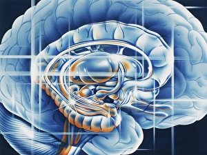 Impresiones de Sistema límbico del cerebro Imágenes de marzo de 2003: Sistema límbico del cerebro