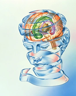 Impresiones de El sistema límbico. La obra de arte del sistema límbico del cerebro, una red involucrada en la expresión de instinto y estado emocional Imágenes fechadas el 27 de septiembre de 2002: Sistema límbico del cerebro