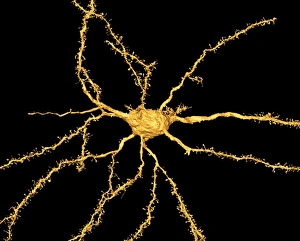 Central Nervous System Cells Imprime: Brain neuron
