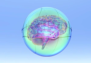 Computer Generated Brain Image Imprime: Brain in sphere, computer artwork
