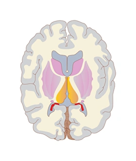 Brain Structure Illustration Imprime: Brain structures, artwork