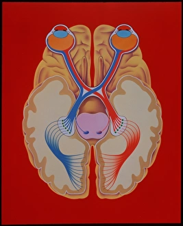 Nerve Impulse Transmission Imprime: Brain and vision