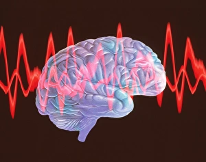 Brain Anatomy Imprime: Brainwaves