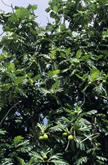 Artocarpus Altilis Imprime: Breadfruit