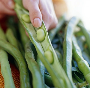 Kitchen Preparation Techniques Imprime: Broad beans