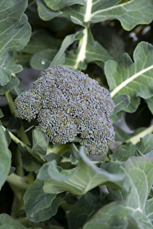Vegetable Garden Photos Imprime: Broccoli