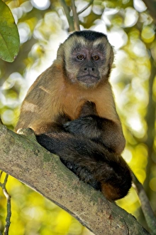 Impresiones de Monkeys de mona parda en un árbol. La mona parda o tuertecabra (Sapajus apella) es nativa del suramérica y es una de las primates más extendidos en Neotropia. Fue fotografiado el Pantanal, Brasil Imágenes fechadas en febrero de 2013: Monito mona marrón en un árbol