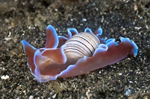 Lembeh Strait Marine Life Imprime: Bubble shell