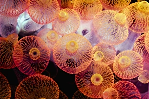 Bubble Tip Anemone Imprime: Bubble tip anemone