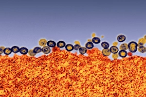 HIV Virus Imprime: Budding HIV particles, TEM